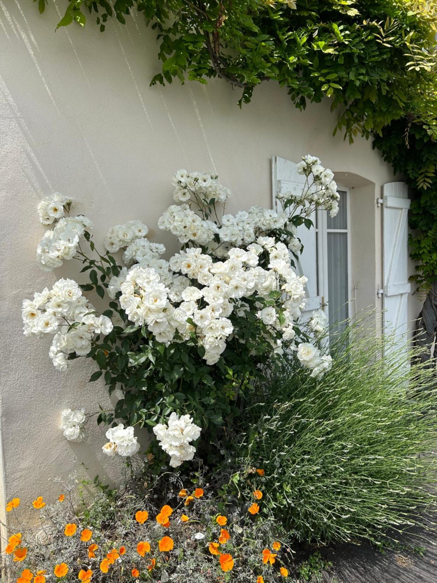 La Glycine B&B Sainte-Colombe  Luaran gambar